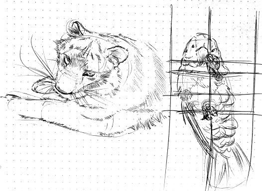 animal-4